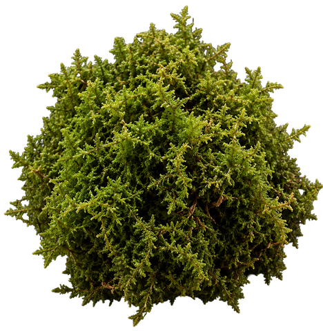 Evermoss